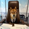 Ceo Floki Inu