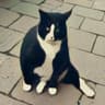 ChunkyCat