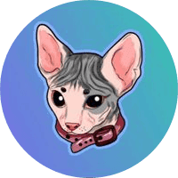 Sphynx cat