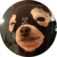 dogwifsocks