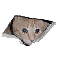 CEILING CAT