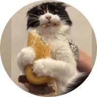 Sandwich Cat