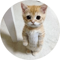 el gato