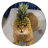 Pineapple Cat