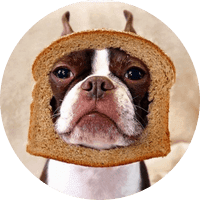 InBred Dog