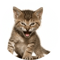Roaring Kitty