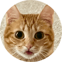 Tori the Cat