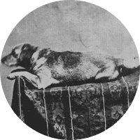 Abraham Lincoln's Dog