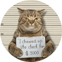 Jail Cat