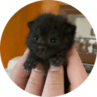 THE ITTY BITTY KITTY