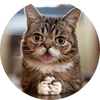 LIL BUB