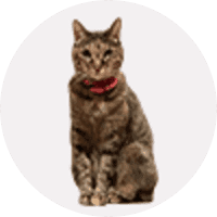 Tsutsuji | Doge's sister