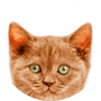 MewCoin