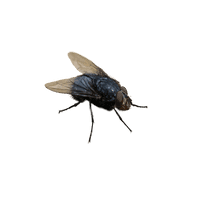 fly