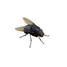 fly