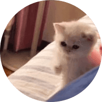 ONE PUNCH CAT