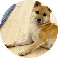Pochita