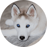 Husky