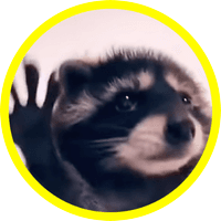 RaveRacoon