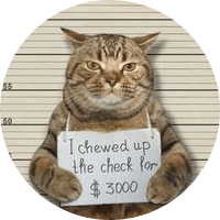 Jail Cat