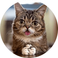 LIL BUB