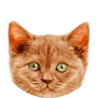 MewCoin